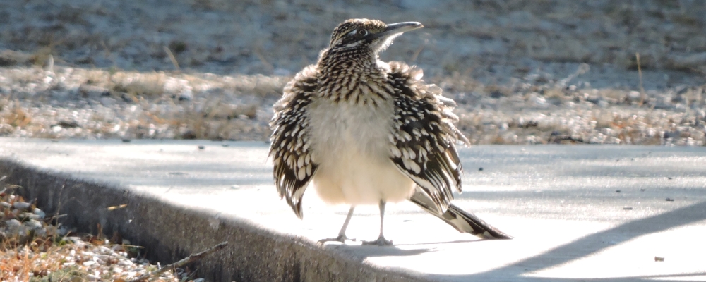 Ground WalkersThe Greater Roadrunner