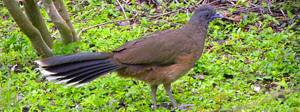 Ground WalkersThe Plain Chachalaca
