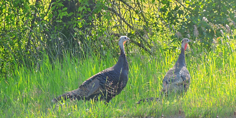 Ground WalkersThe Wild Turkey