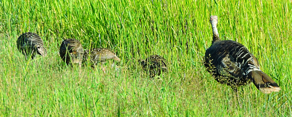 Ground WalkersThe Wild Turkey
