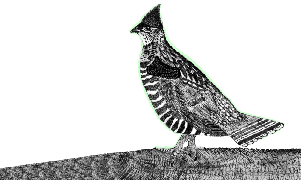 Land Birds, Ground WalkersRuffed Grouse