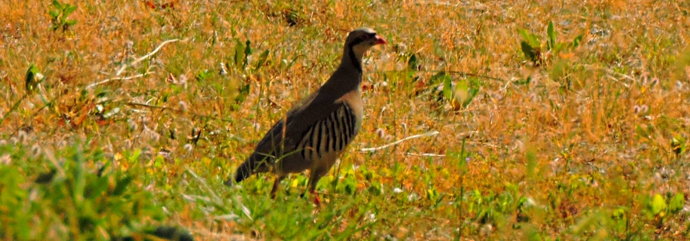 Land Birds, Ground WalkersChukar