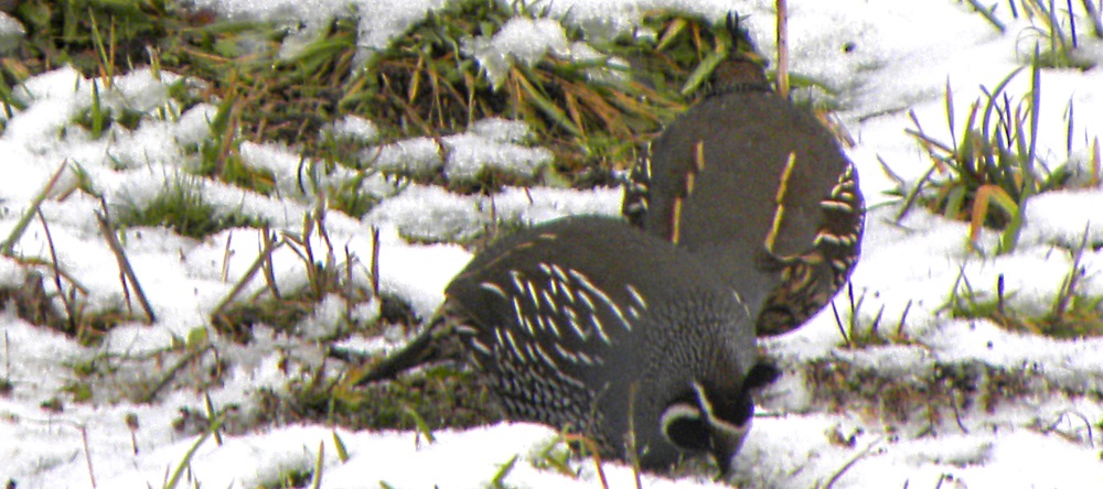 Ground WalkersThe California Quail