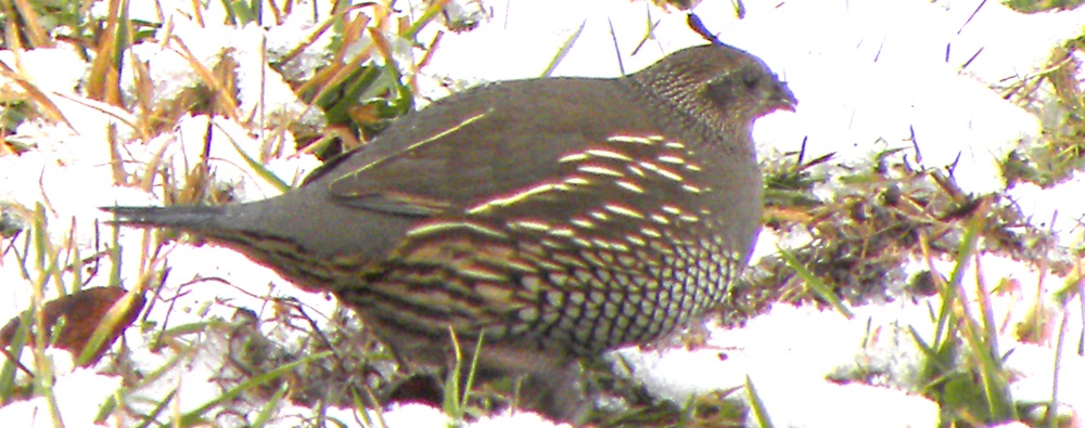 Ground WalkersThe California Quail
