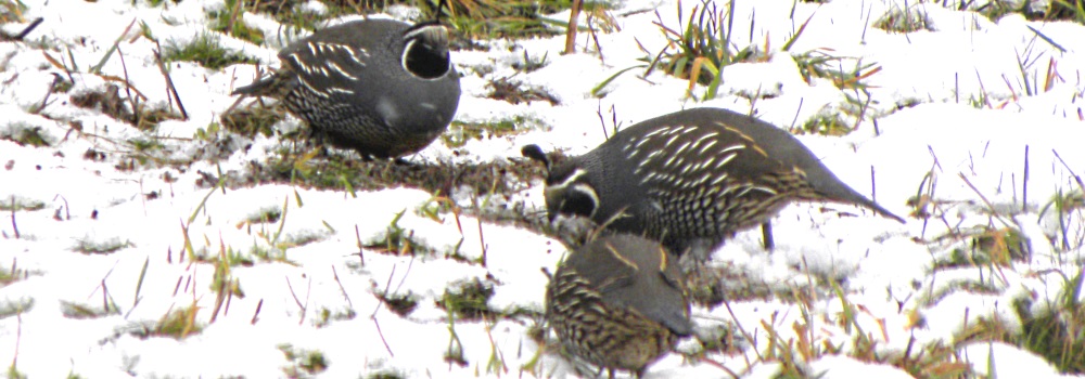 Ground WalkersThe California Quail
