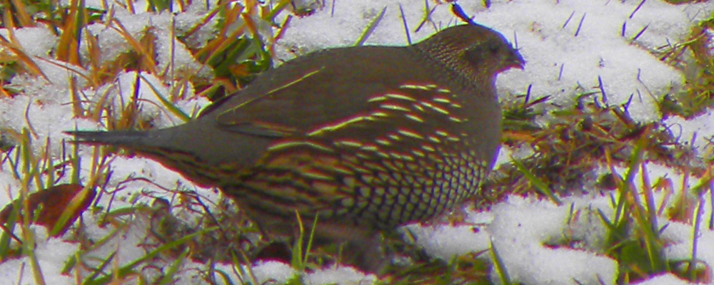 Ground WalkersThe California Quail