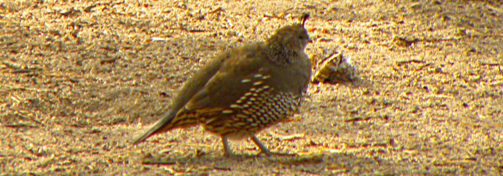 Ground WalkersThe California Quail