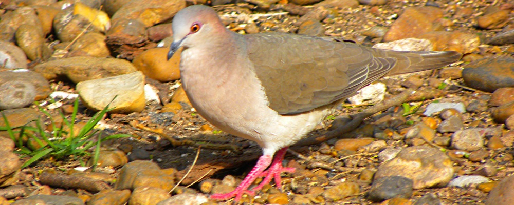 Ground WalkersWhite-winged Dove