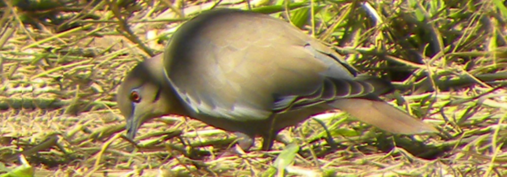 Ground WalkersWhite-winged Dove