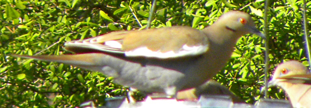 Ground WalkersWhite-winged Dove