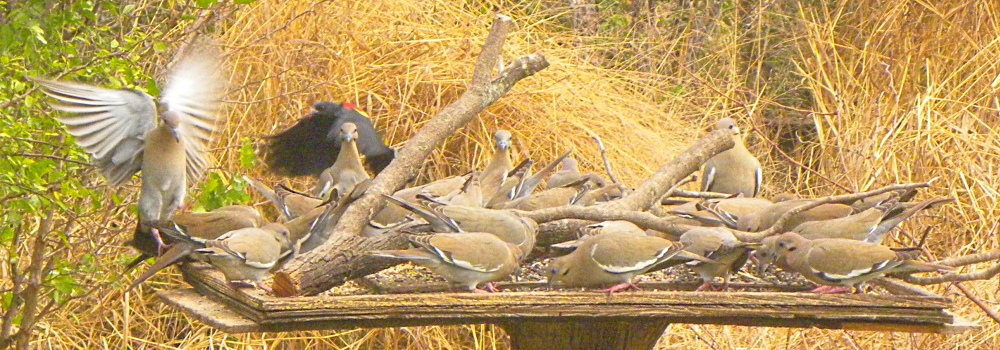 Ground WalkersWhite-winged Dove
