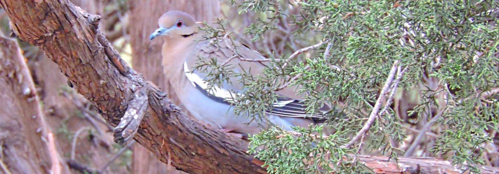 Land Birds, Ground WalkersWhite-winged Dove