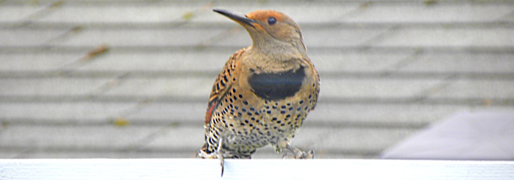Land Birds, Tree ClimbersNorthern Flicker (Red)