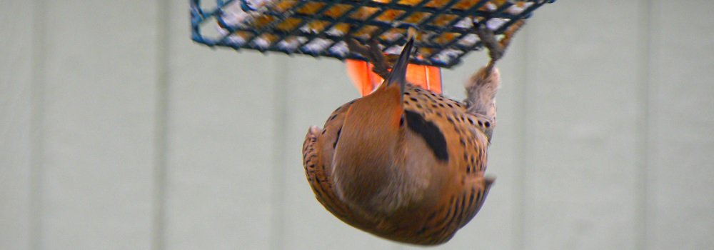 Land Birds, Tree ClimbersNorthern Flicker (Red)