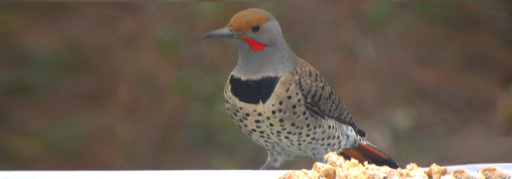 Land Birds: Tree ClimbersNorthern Flicker, Red-shafted, 092nr
