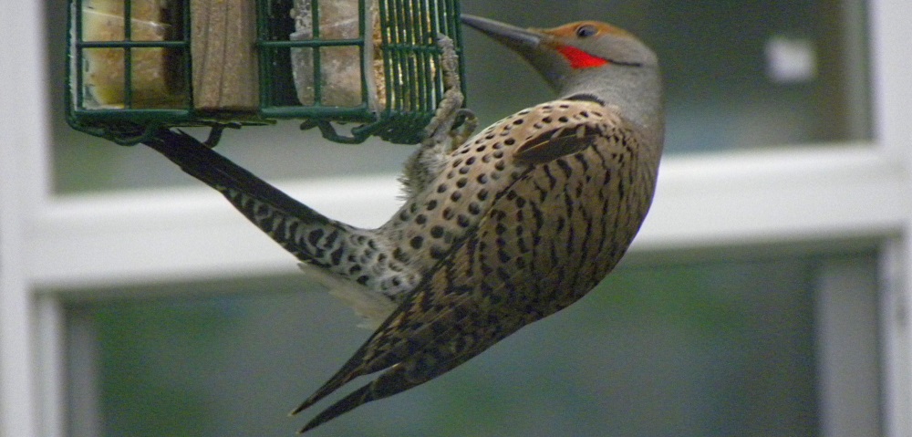 Land Birds, Tree ClimbersNorthern Flicker (Red)