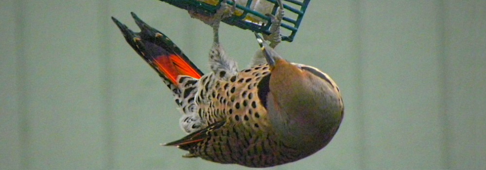 Land Birds, Tree ClimbersNorthern Flicker (Red)