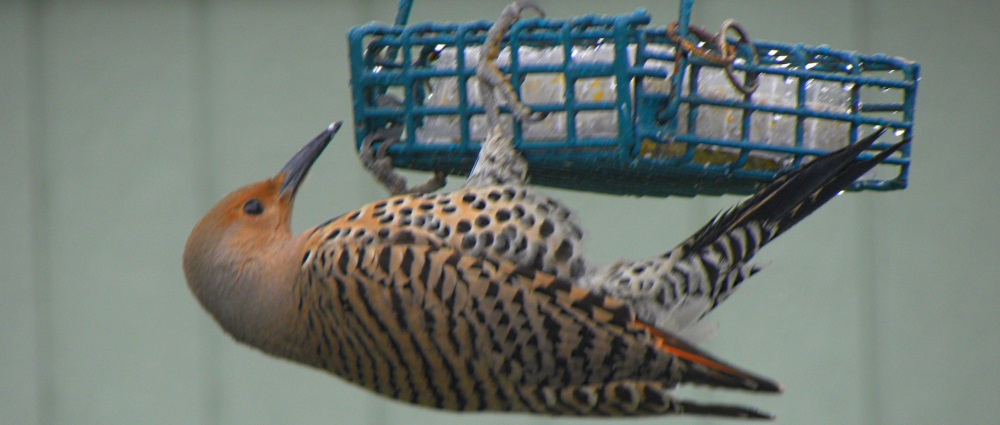 Land Birds, Tree ClimbersNorthern Flicker (Red)
