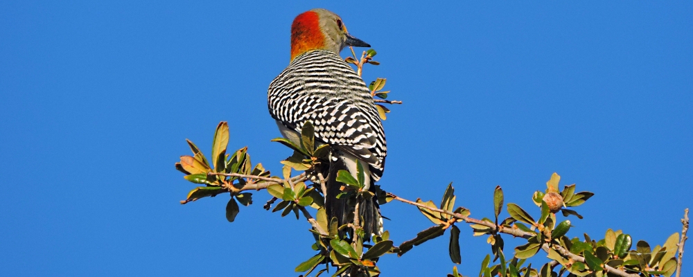 Land Birds, Tree ClimbersThe Norther Flicker (Yellow)