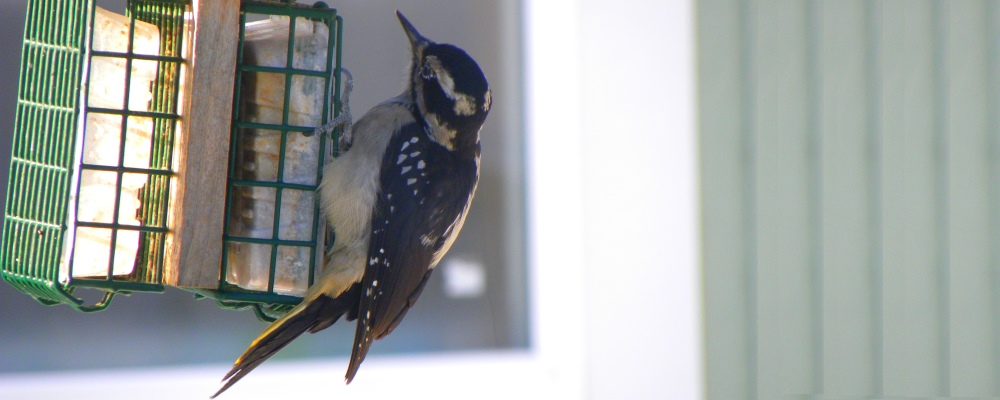 Downy WoodpeckerOn the Suet feeder