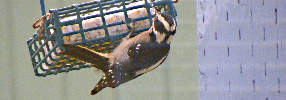 Land Birds, Tree ClimbersDowny Woodpecker
