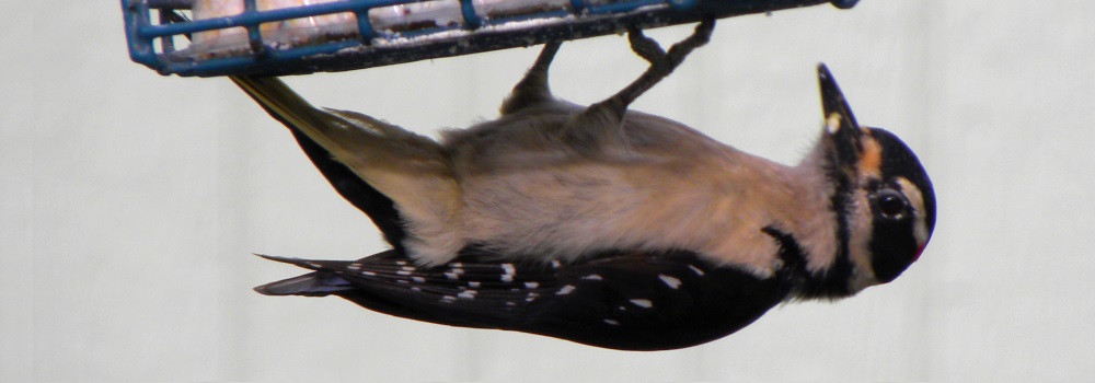Land Birds, Tree ClimbersHairy Woodpecker