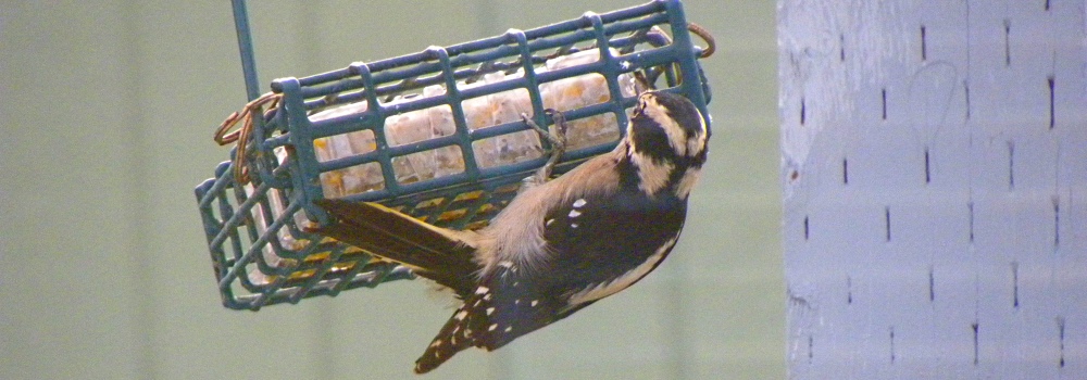 093b-HairyWoodpecker