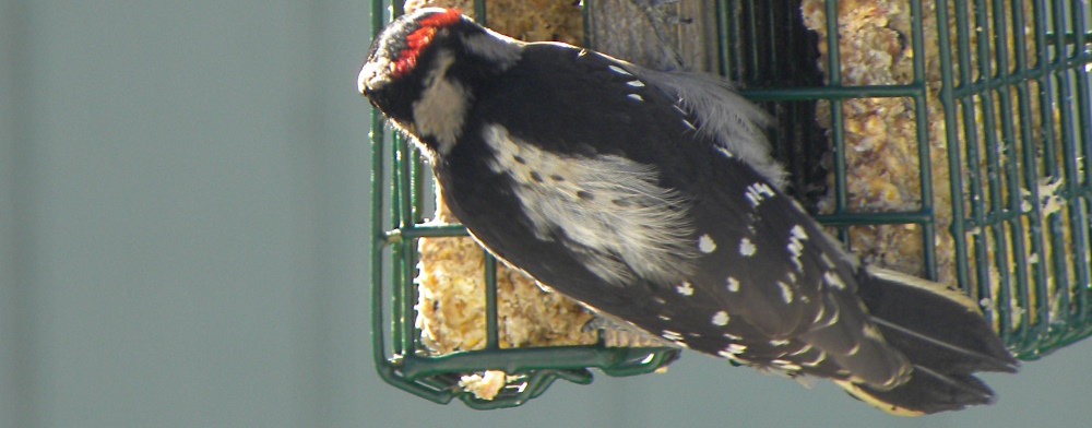 093b-HairyWoodpecker