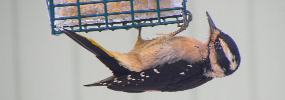 Hairy Woodpecker