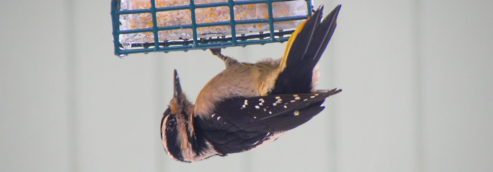 Hairy Woodpecker