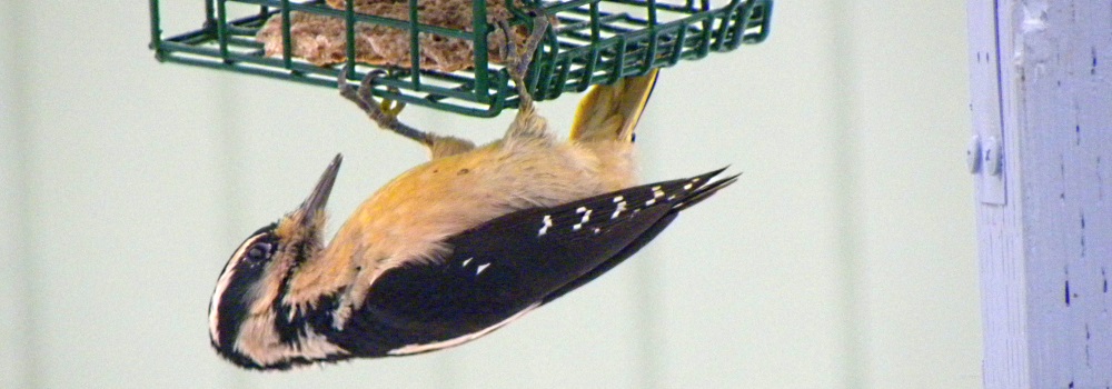 Land Birds, Tree ClimbersHairy Woodpecker