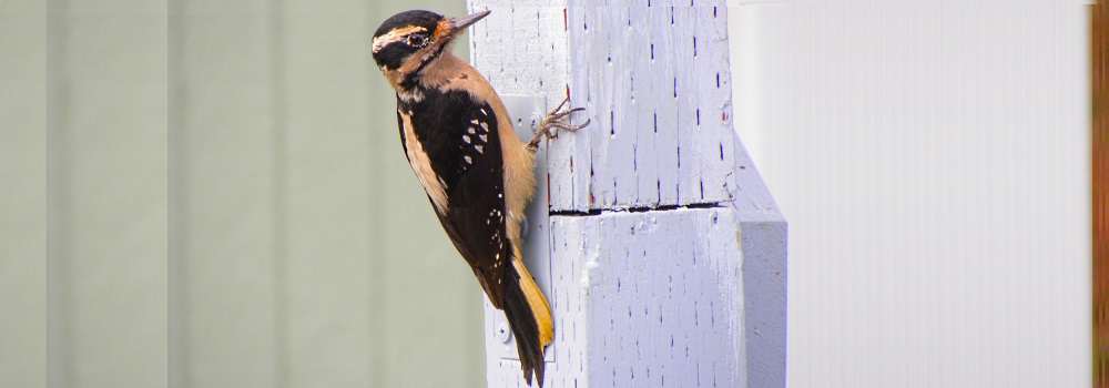Hairy Woodpecker