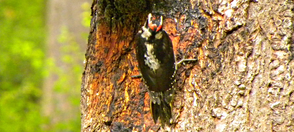 Land Birds, Tree ClimbersHairy Woodpecker