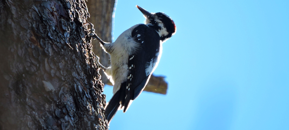 Land Birds, Tree ClimbersHairy Woodpecker