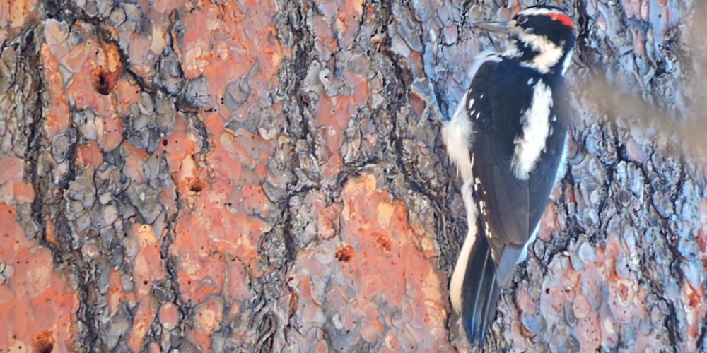 Land Birds, Tree ClimbersHairy Woodpecker