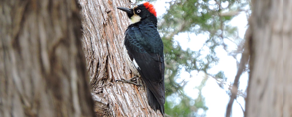 Land Birds, Tree ClimbersAcorn Woodpecker