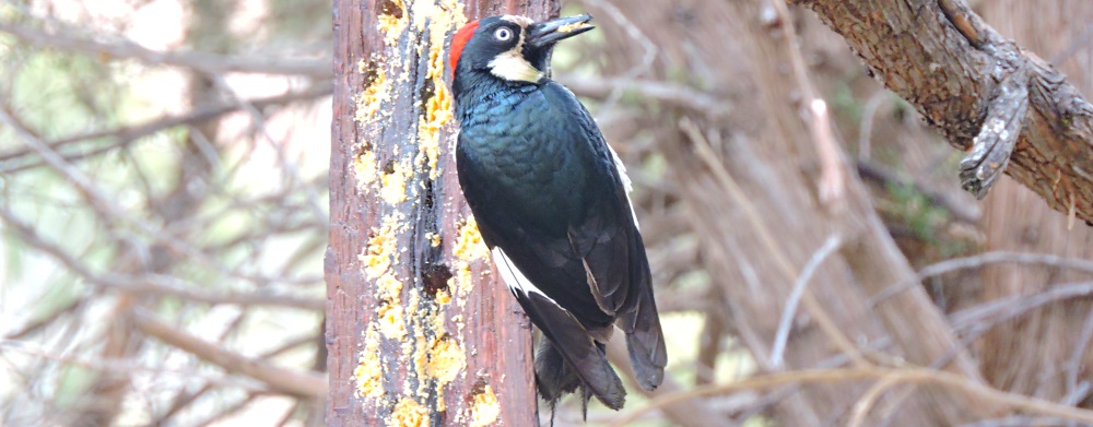 Land Birds, Tree ClimbersAcorn Woodpecker