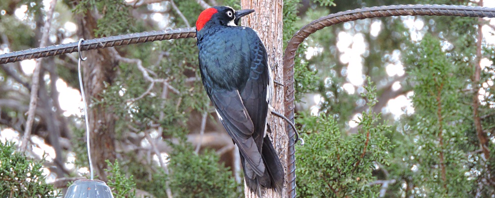 Land Birds, Tree ClimbersAcorn Woodpecker