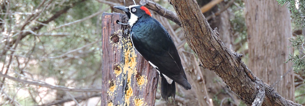 Land Birds, Tree ClimbersAcorn Woodpecker