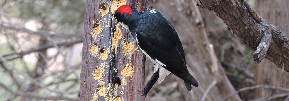 Land Birds, Tree ClimbersAcorn Woodpecker