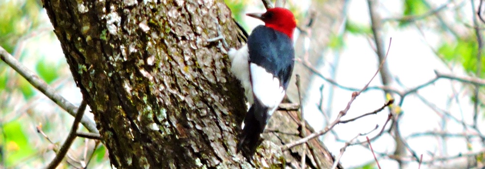Land Birds, Tree ClimbersRed-headed Woodpecker