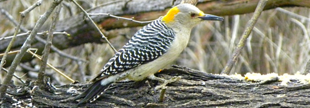 Land Birds, Tree ClimbersGolden-fronted Woodpecker