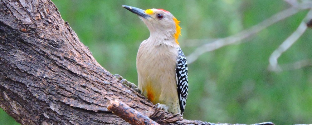 Land Birds, Tree ClimbersGolden-fronted Woodpecker