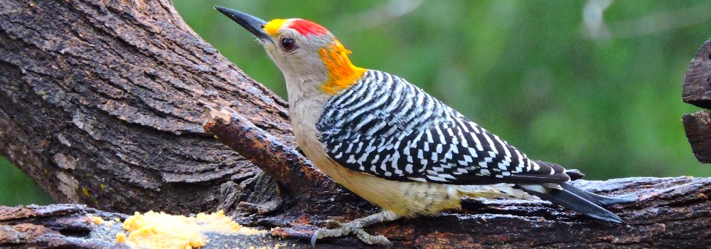 Land Birds, Tree ClimbersGolden-fronted Woodpecker