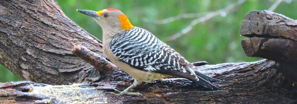 Land Birds, Tree ClimbersGolden-fronted Woodpecker