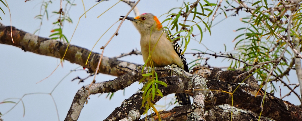 Land Birds, Tree ClimbersGolden-fronted Woodpecker