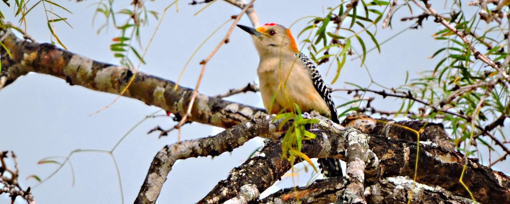 Land Birds, Tree ClimbersGolden-fronted Woodpecker