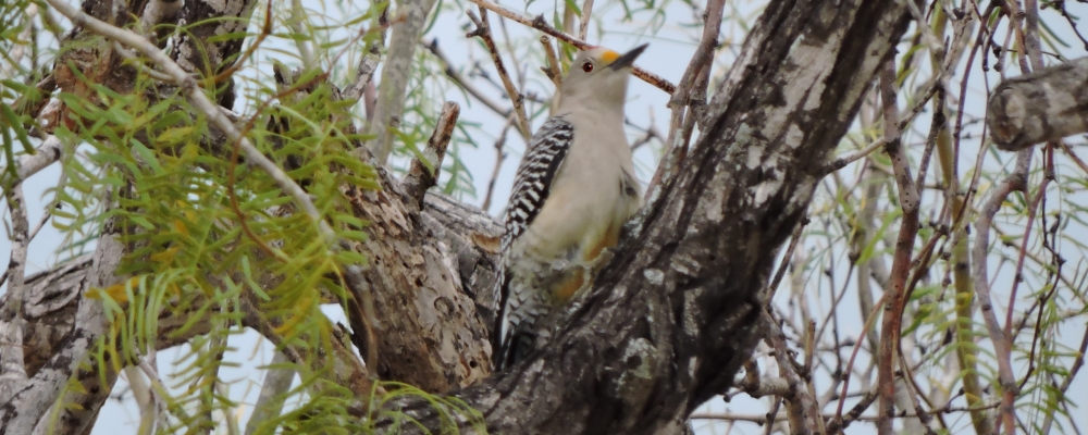 Land Birds, Tree ClimbersGolden-fronted Woodpecker