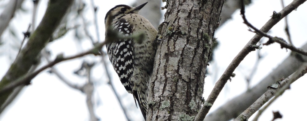 Tree ClimbersThe Ladder-backed Woodpecker