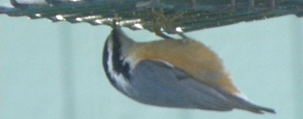 Land Birds, Tree ClimbersRed-breasted Nuthatch